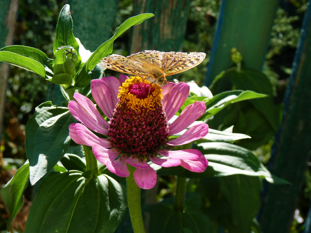 Бабочка на цветке - Валентин Семчишин