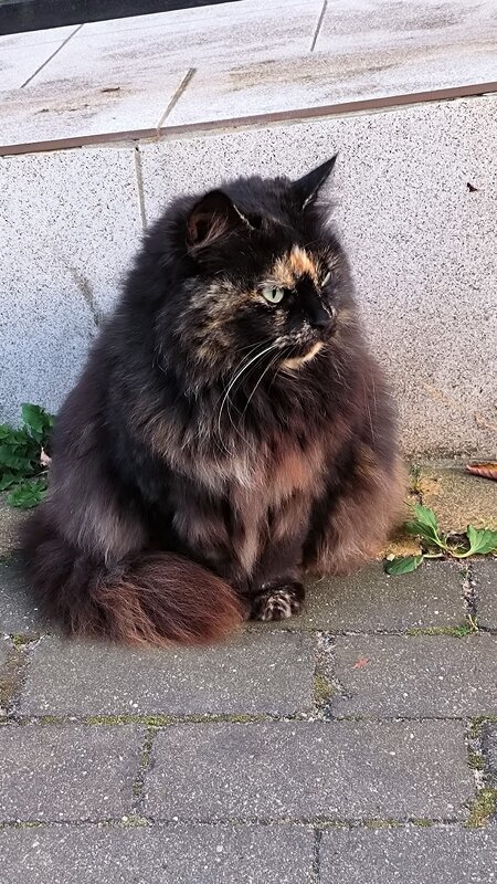 Встреча на улице. - Ольга 