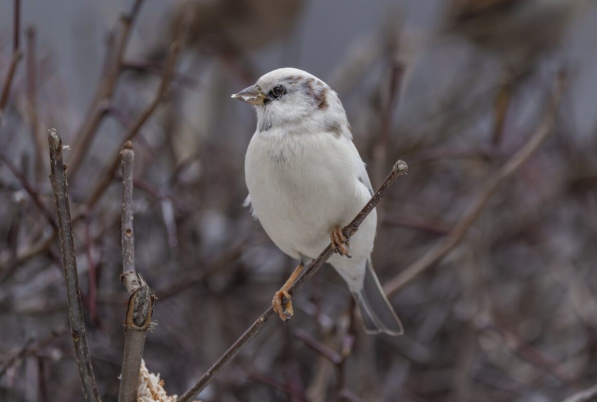 из жизни воробьев.белый воробей. - юрий макаров