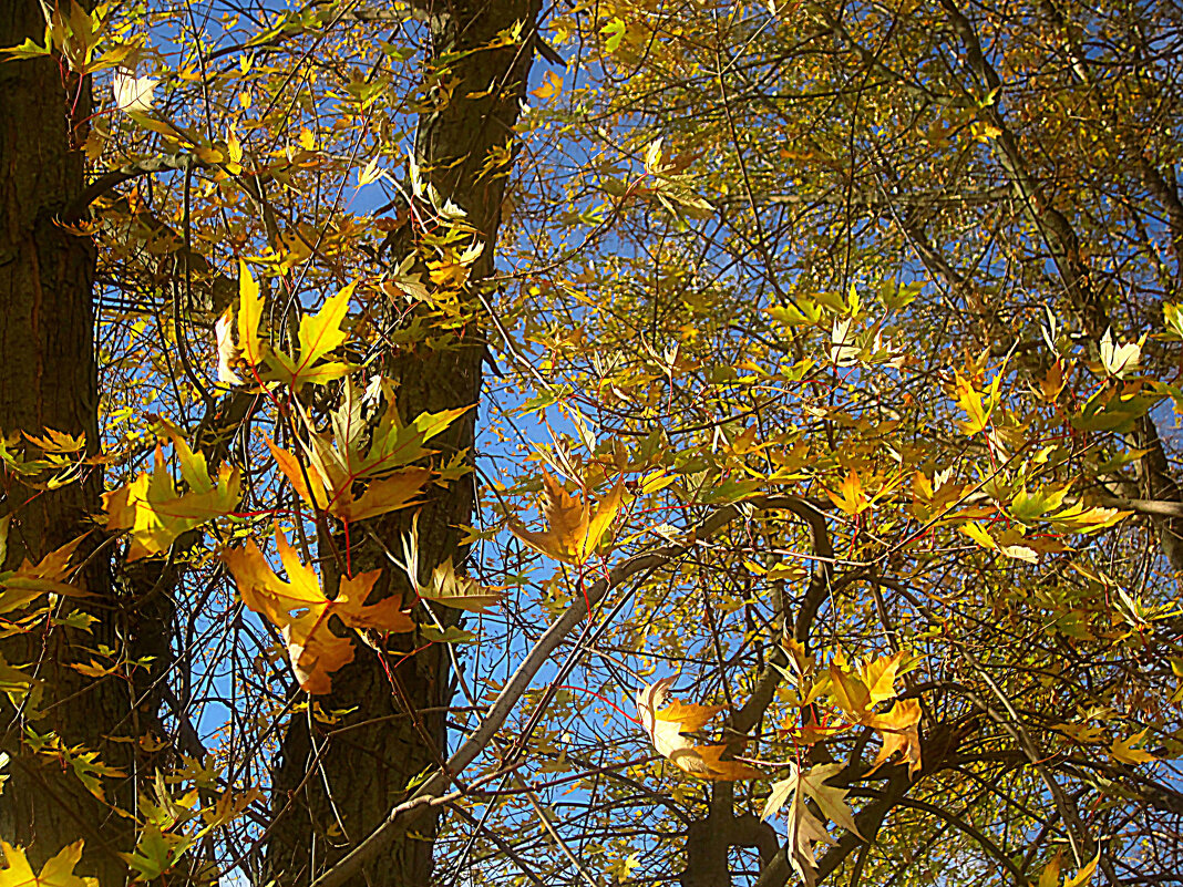 Улетаем - Елена Семигина