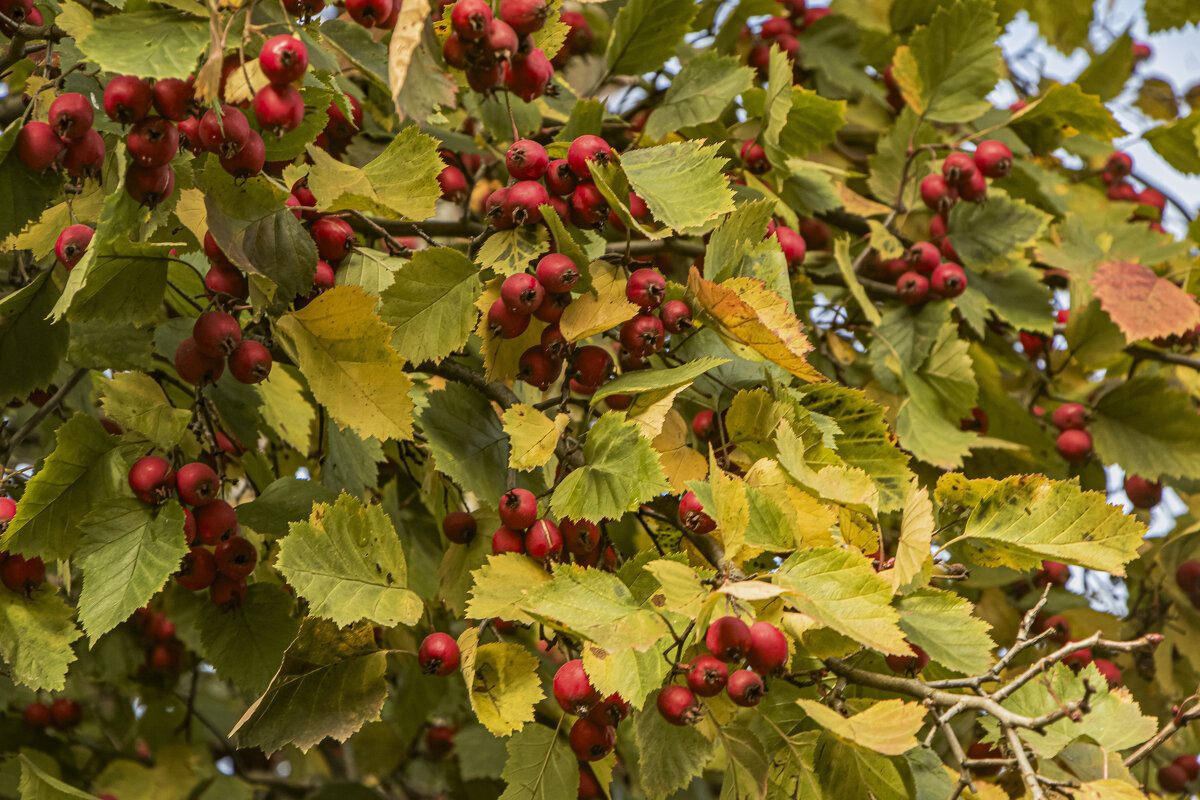 Боярышник созрел. - Петр Беляков
