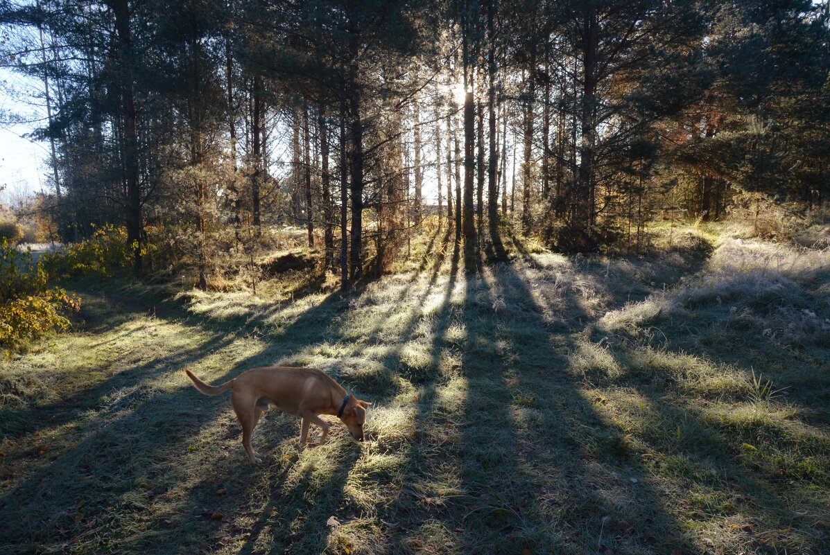 Джек на прогулке. - Юрий 