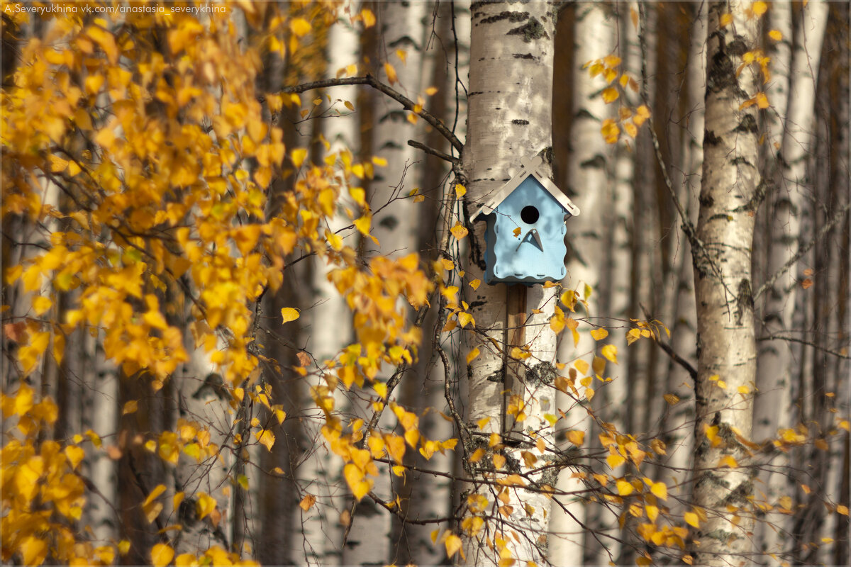 Кто-то в домике живёт? - Анастасия Северюхина