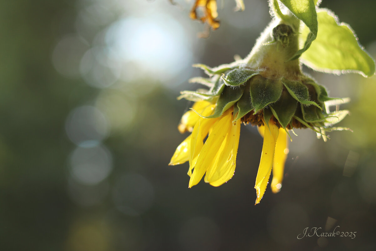 *** - Елена Kазак (selena1965)