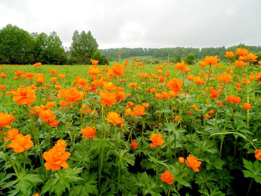 Кто то называет эти цветы-огоньки----СИБИРЬ - николай 