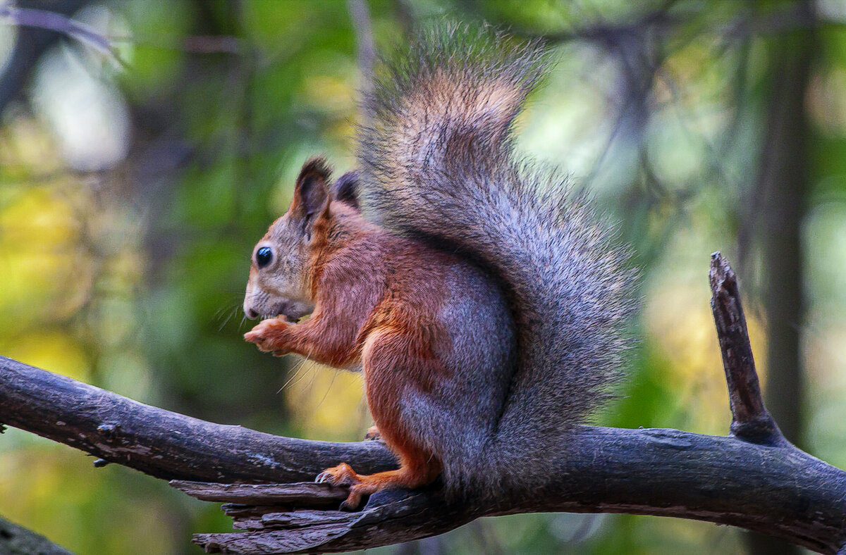 Белка обыкновенная - Aleksey Afonin