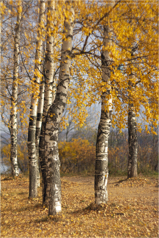 Берёзовая роща –  Романтика такая - Анастасия Северюхина