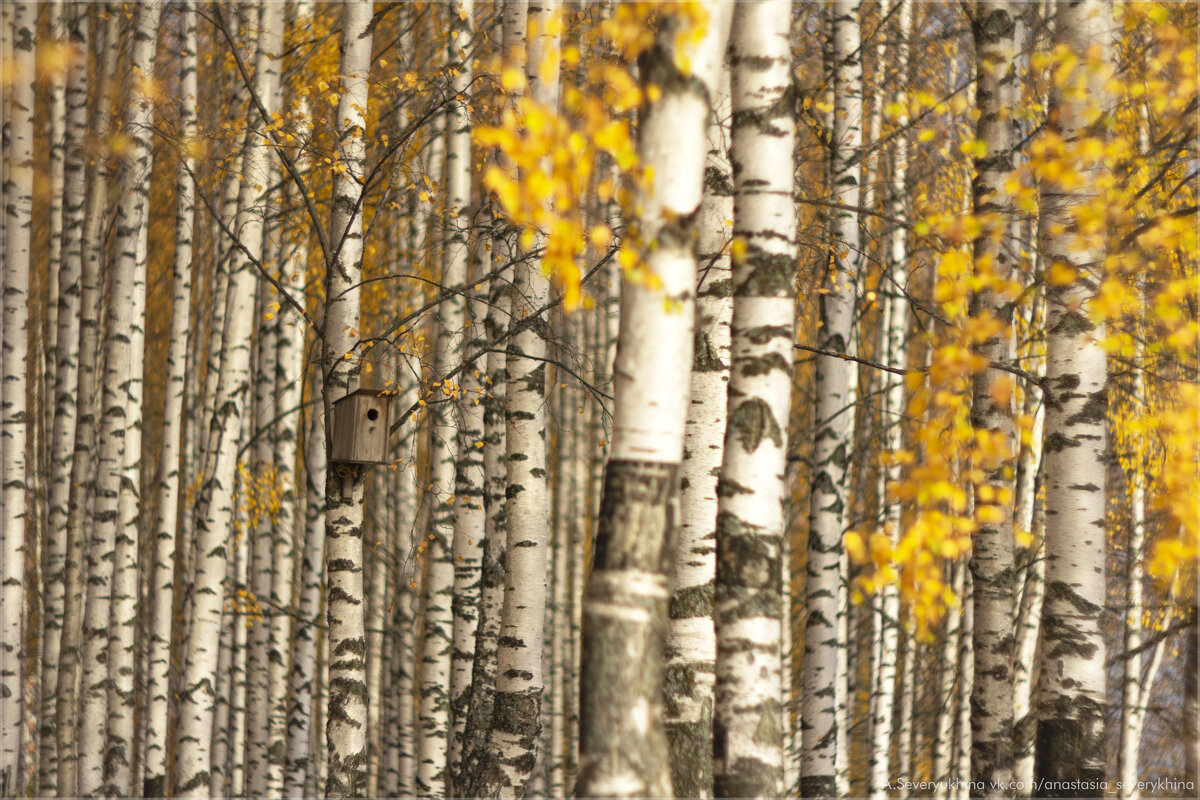 берёзки - Анастасия Северюхина