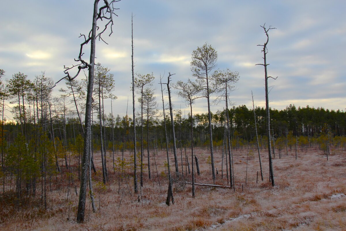 Нарымские болота - Сергей Никифоров