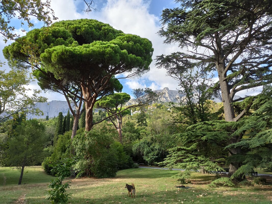 Воронцовский парк. Крым. - Галина 