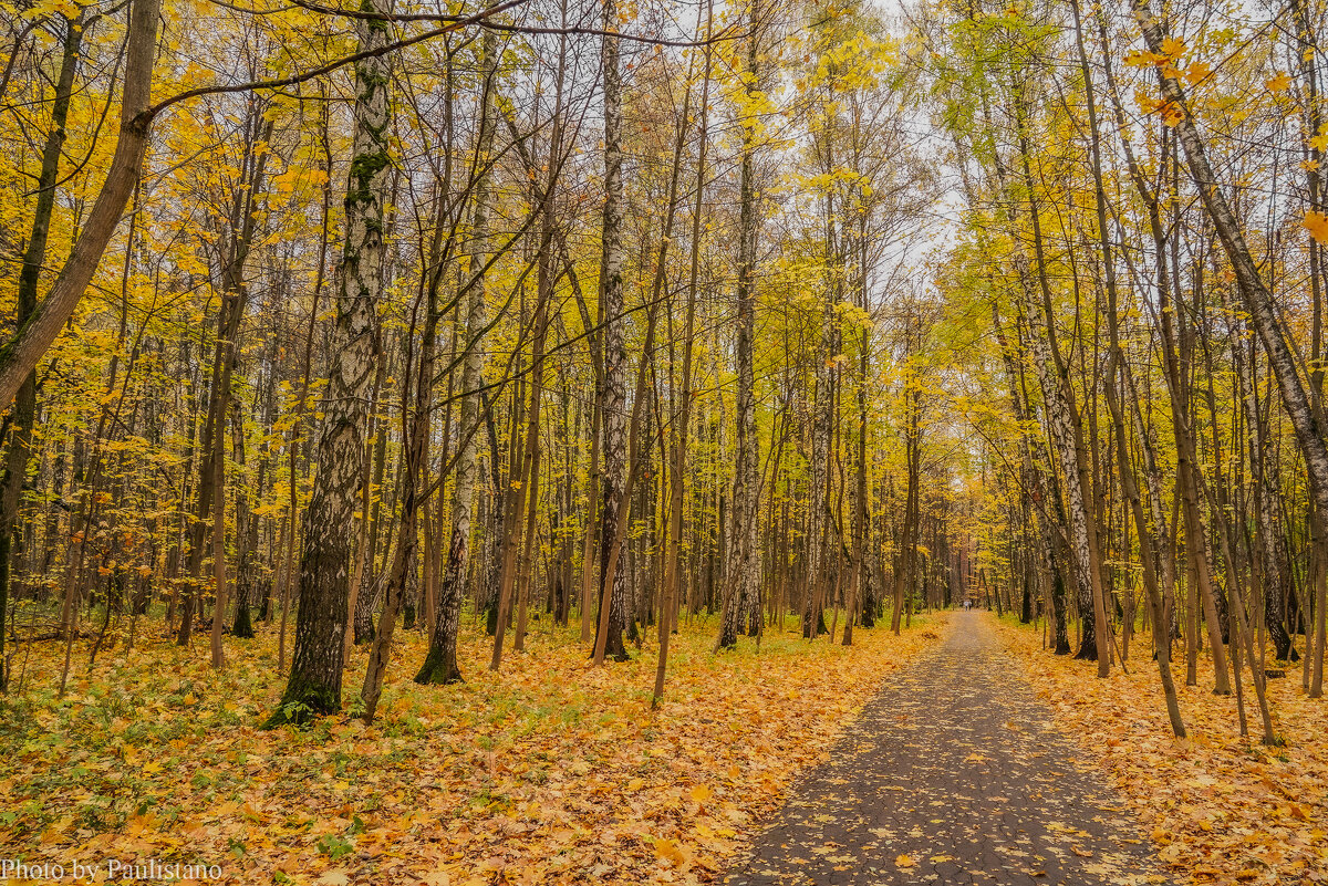 В октябрьском лесу... - Владимир Жданов В октябрьском лесу... - Владимир Жданов