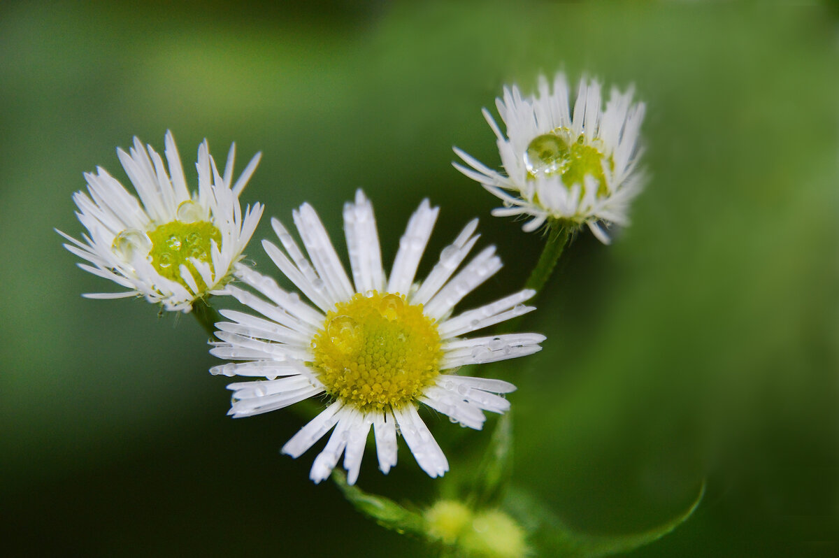 ** - Надежда Куркина 