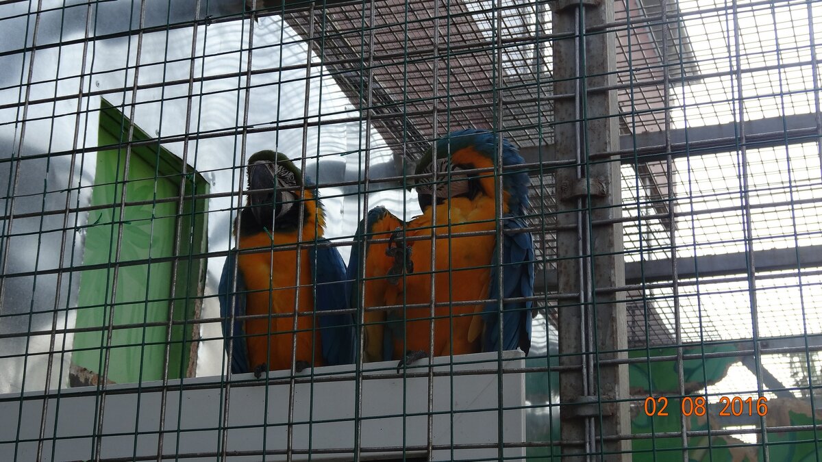 ПОПУГАИ - СЕРГЕЙ ФИЛОЧКИН