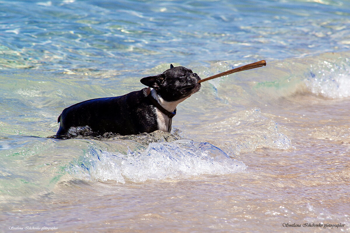 ... - Светлана Ищенко