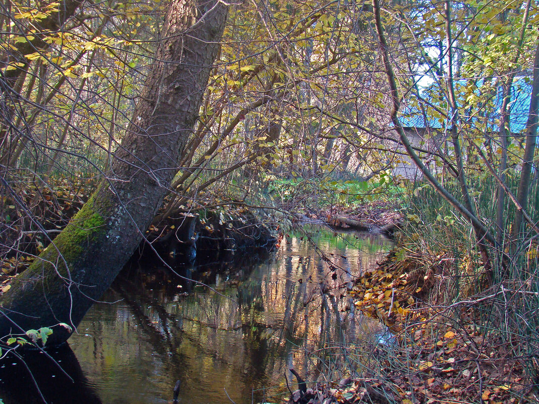 *** - gawrilа - dan