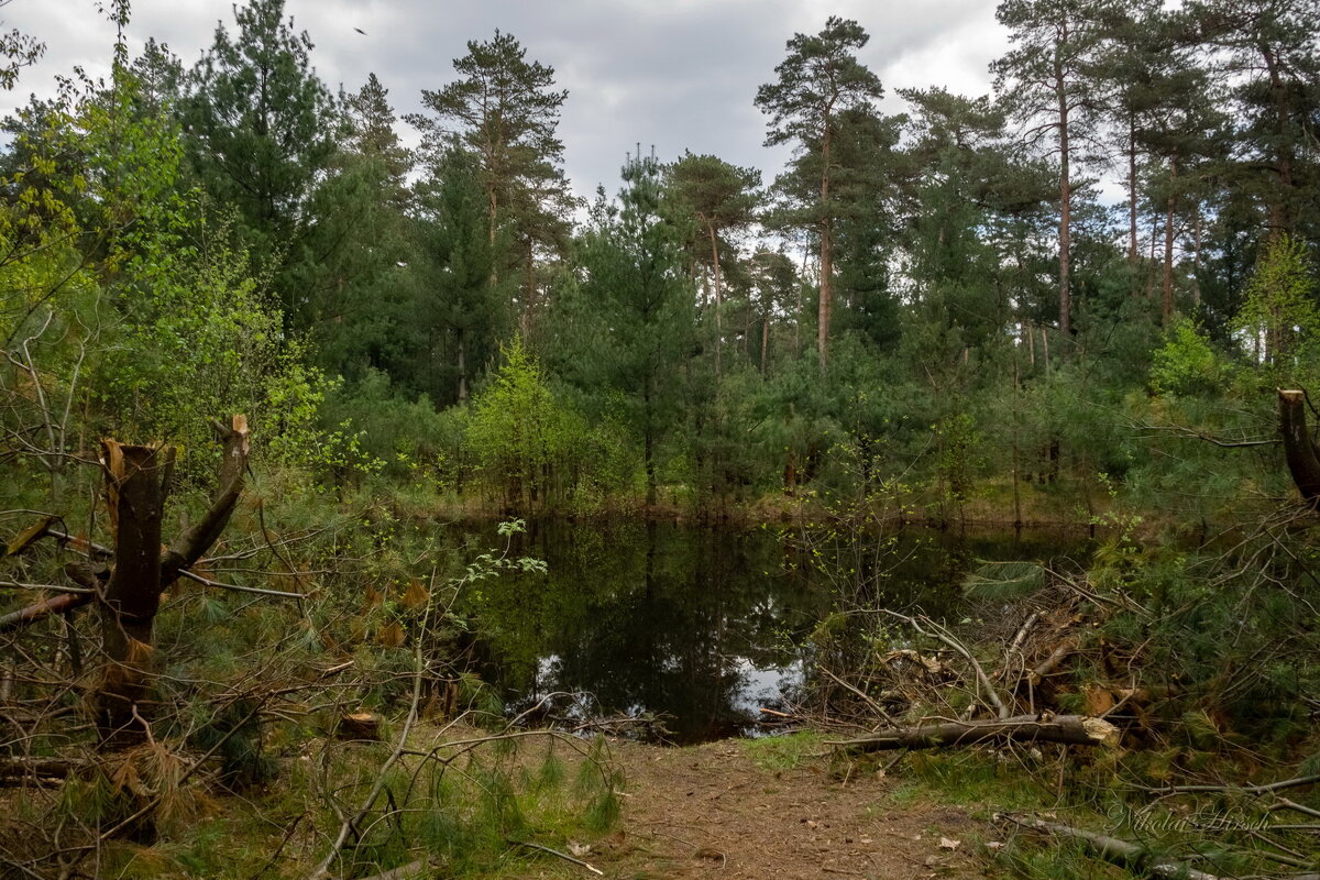 Лесная лужа... - Николай Гирш