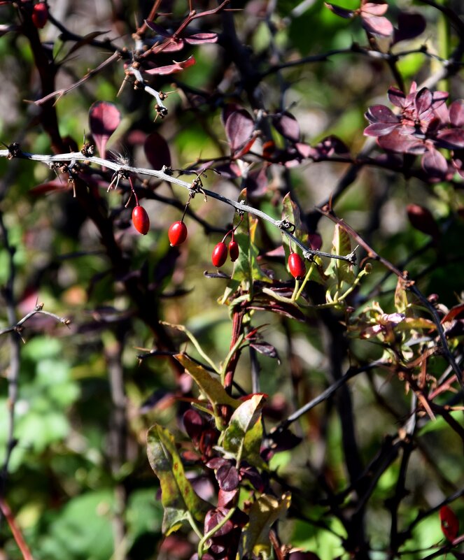 *** - Павленко Михаил 