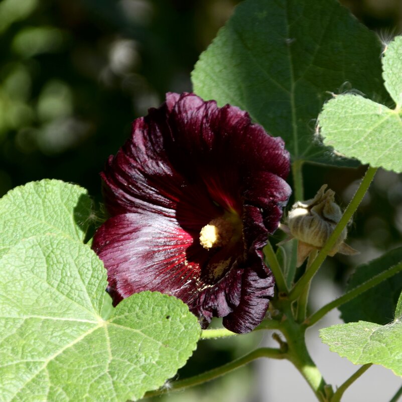 *** - Павленко Михаил 