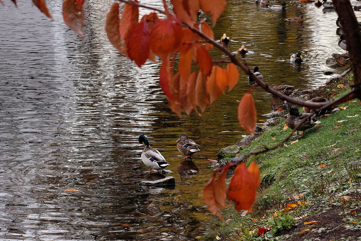 У осеннего пруда. - Татьяна Помогалова