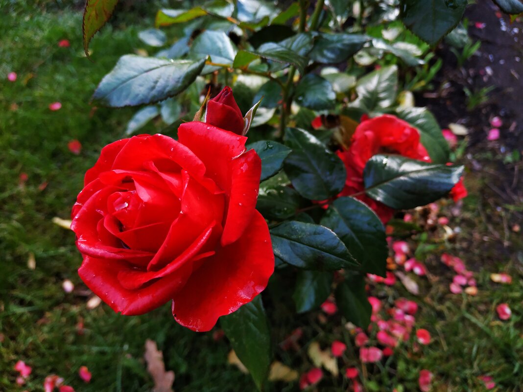 Осень и цветы - Андрей Лукьянов