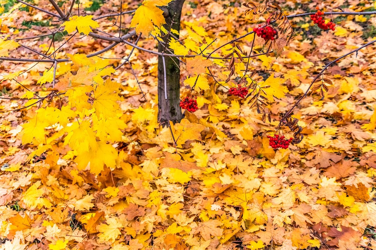 Осенние зарисовки - Валерий Иванович