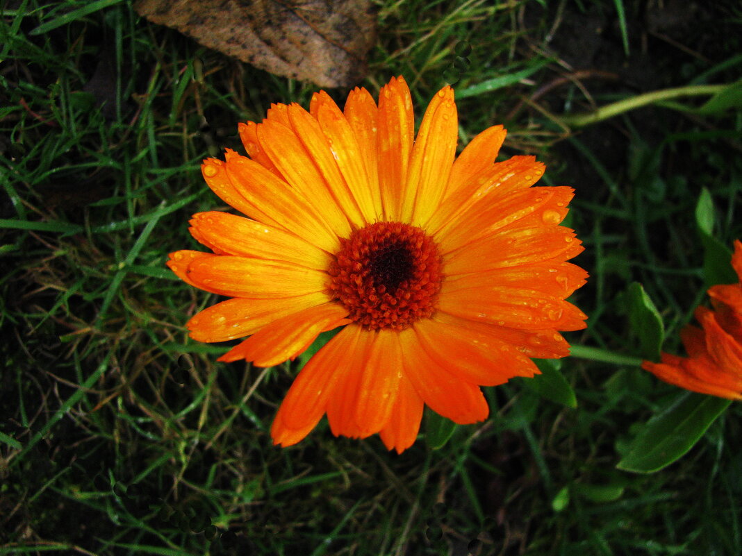 Осенняя красотка - Людмила Смородинская