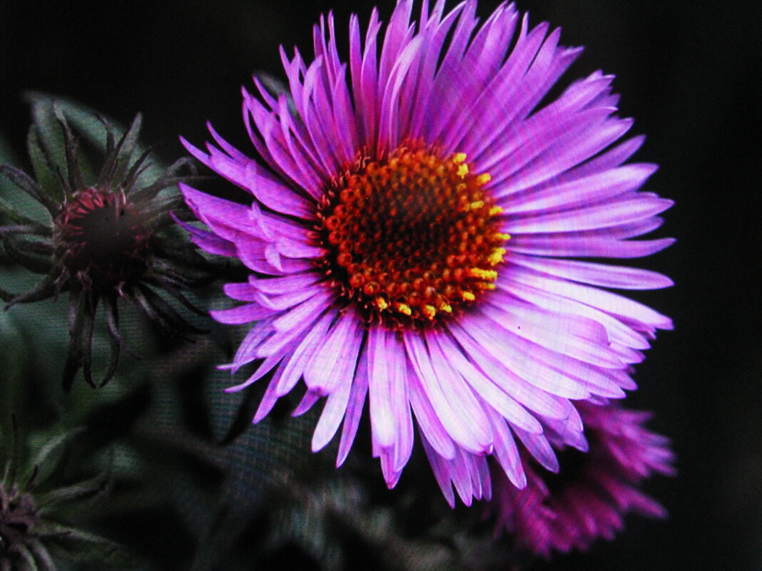 Красавица - Людмила Смородинская Красавица - Людмила Смородинская