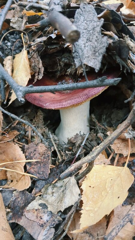 Грибы октября - Георгиевич 