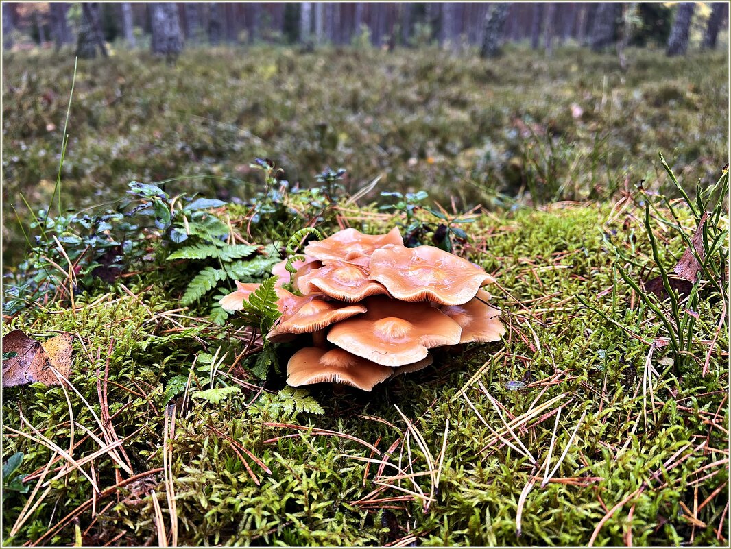 Опята. - Валерия Комова Опята. - Валерия Комова