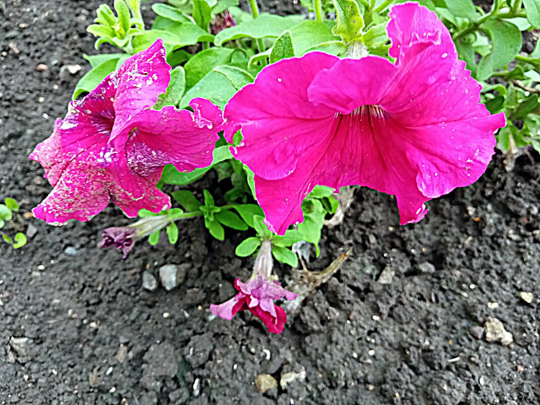 Цветы. - Владимир Драгунский