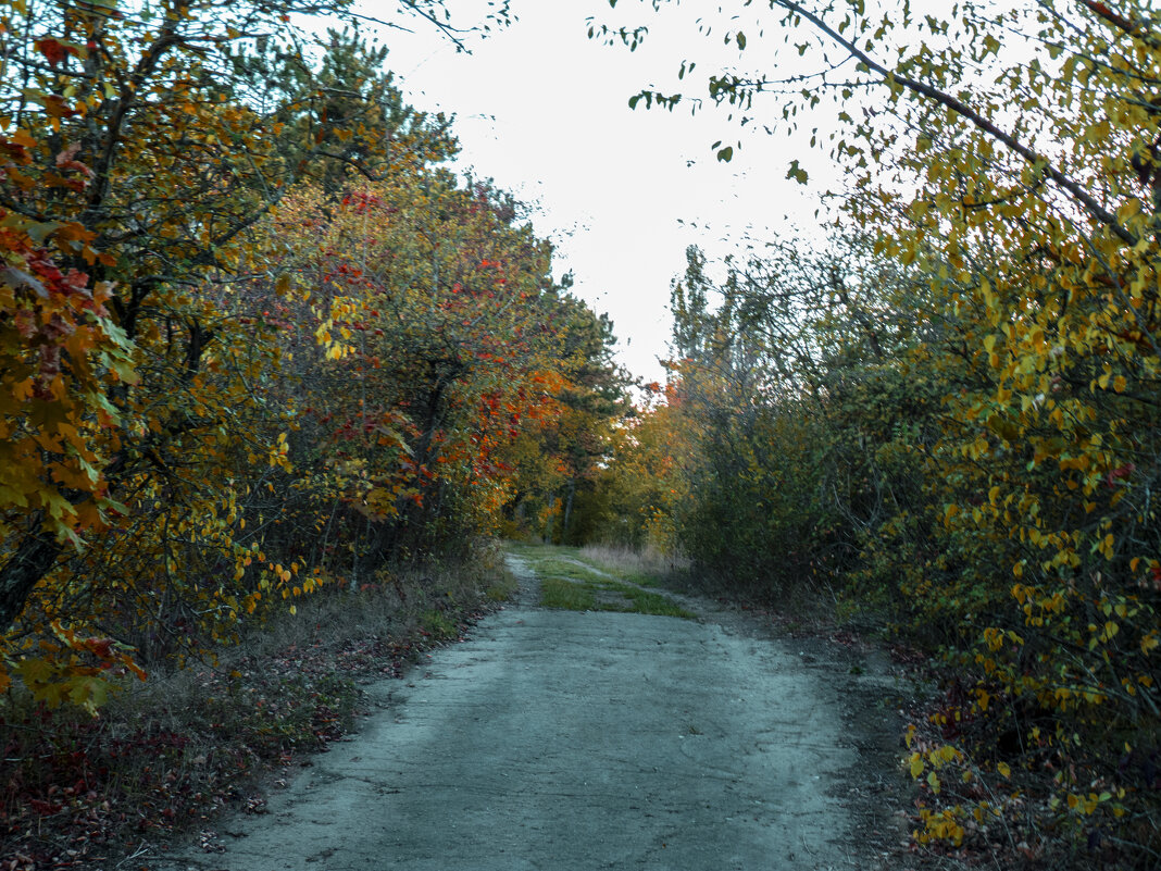 Осень  золотая - Валентин Семчишин
