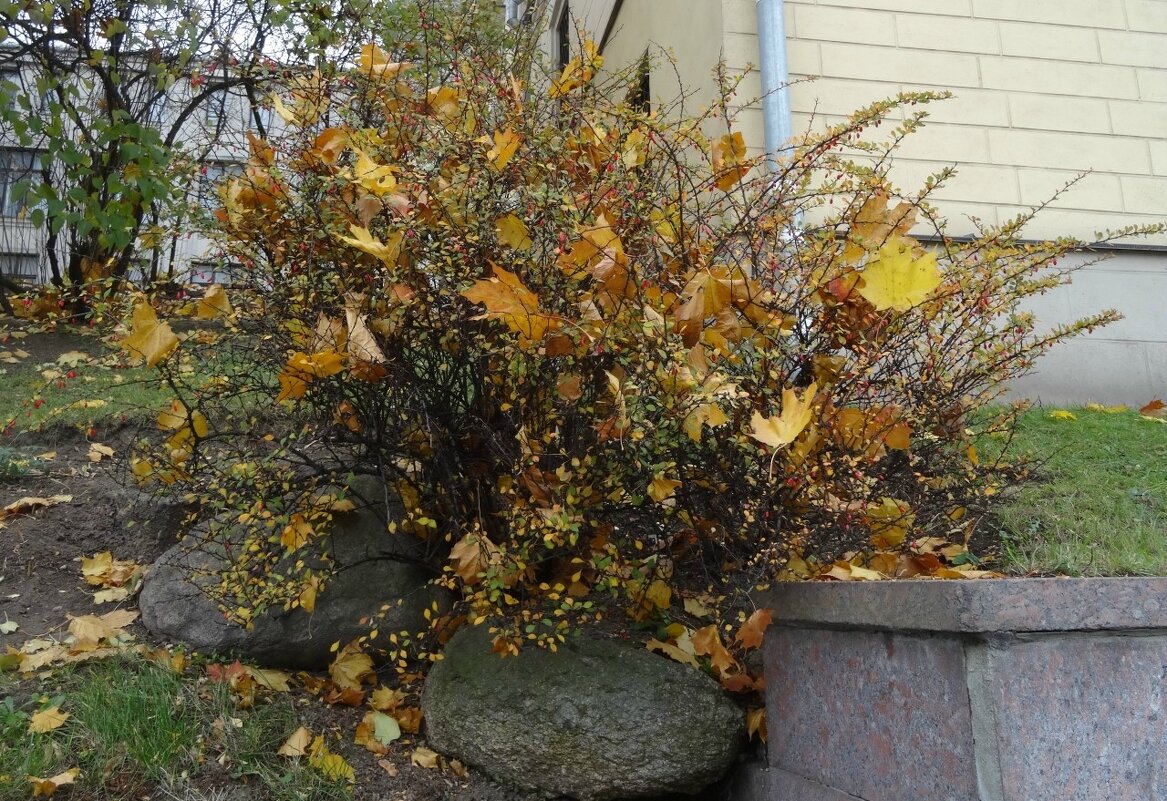 Осенний букет - PRP 