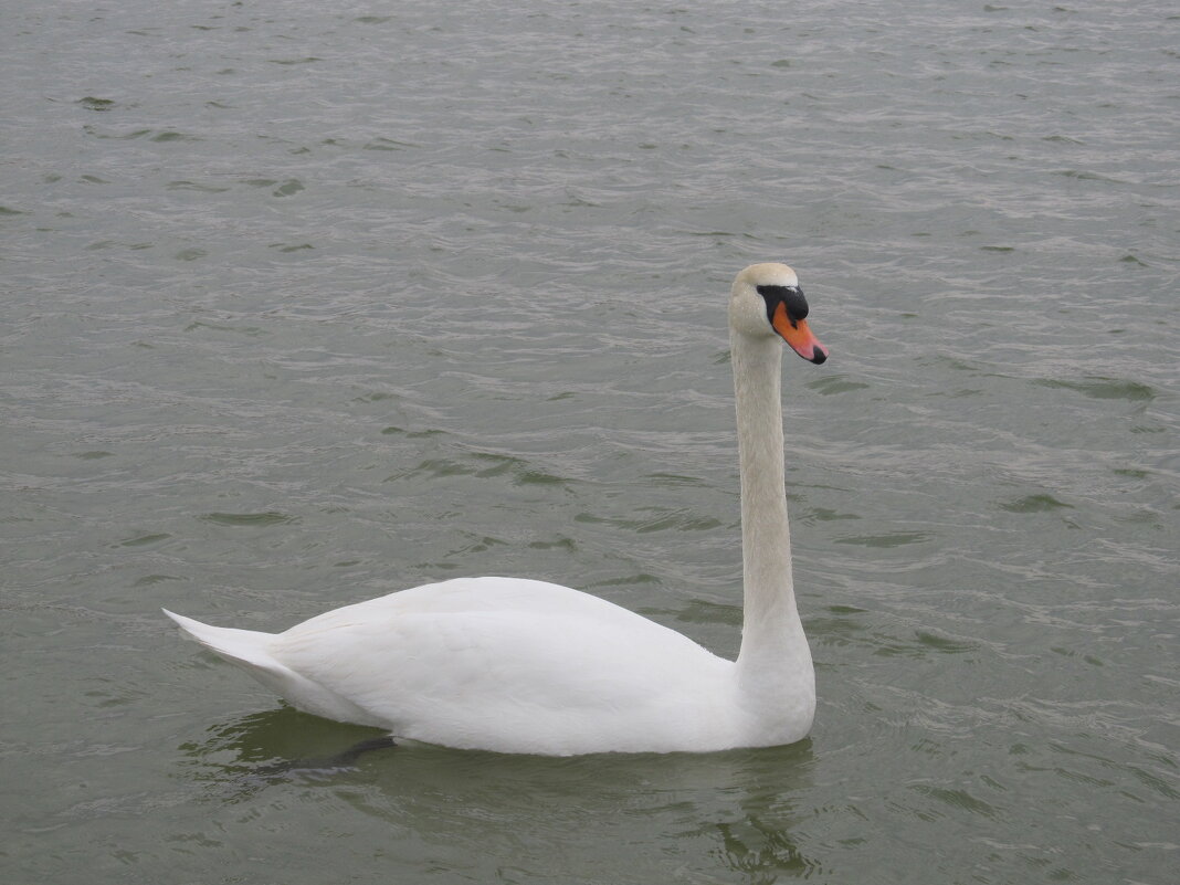 Новороссийск в марте - Елена Шаламова