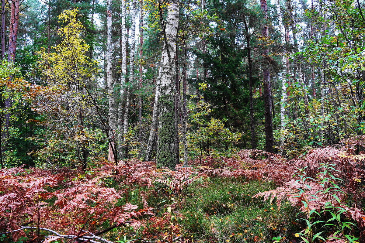 В осеннем лесу - Рита Симонова