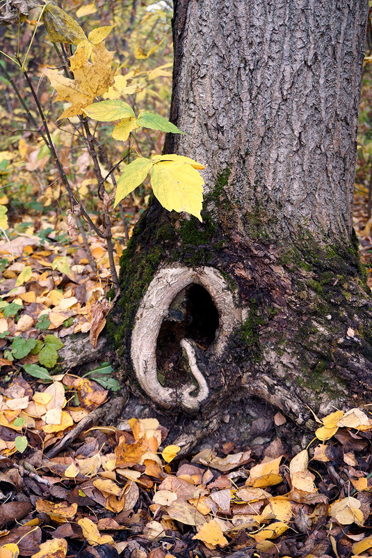 Всеслышащее ухо - Лариса Корж