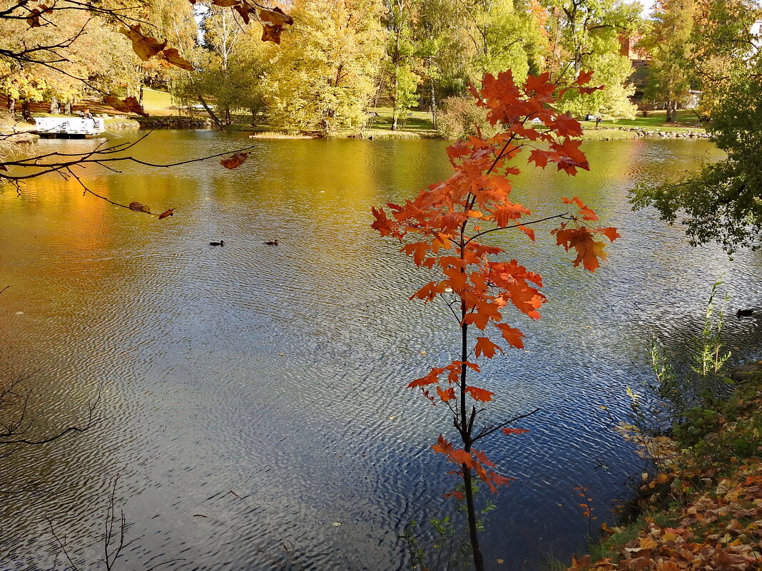 осень - ИННА ПОРОХОВА