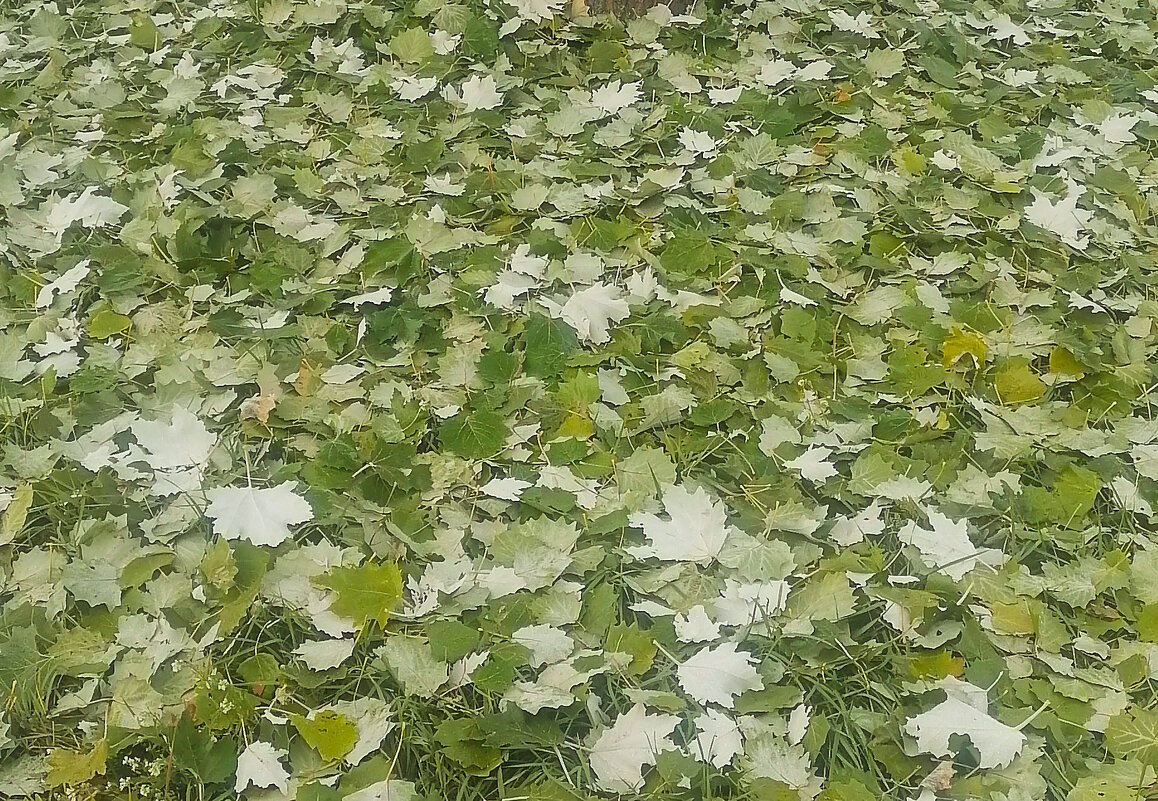 Осенний ковёр. - юрий Амосов