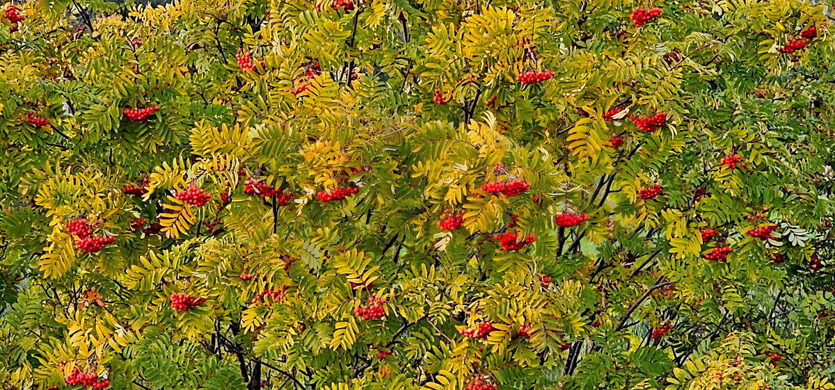 Рябина. - Михаил Свиденцов