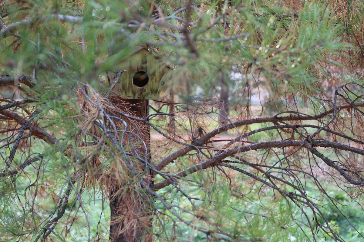 Наш парк - Гульфина Булатова