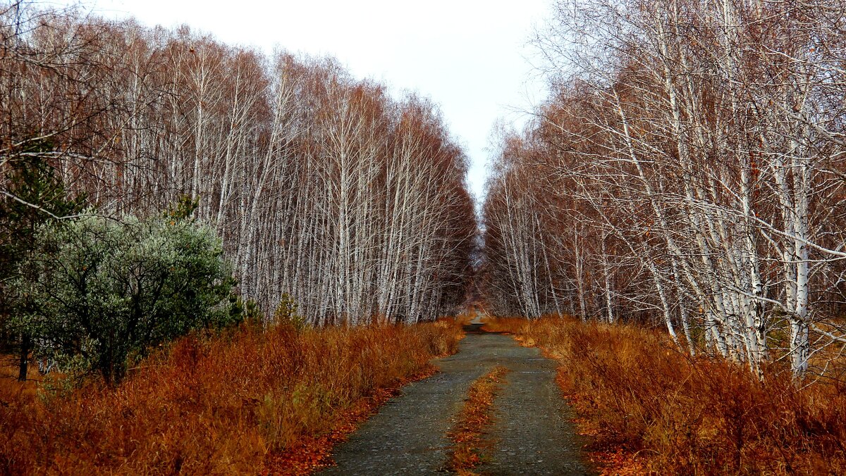 Осенняя дорога. - Владимир Помазан