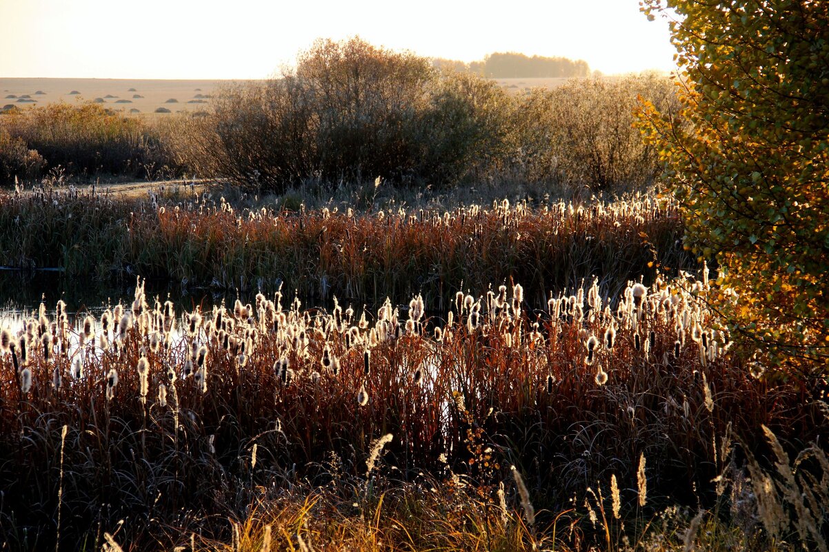 Речка - Владимир Помазан