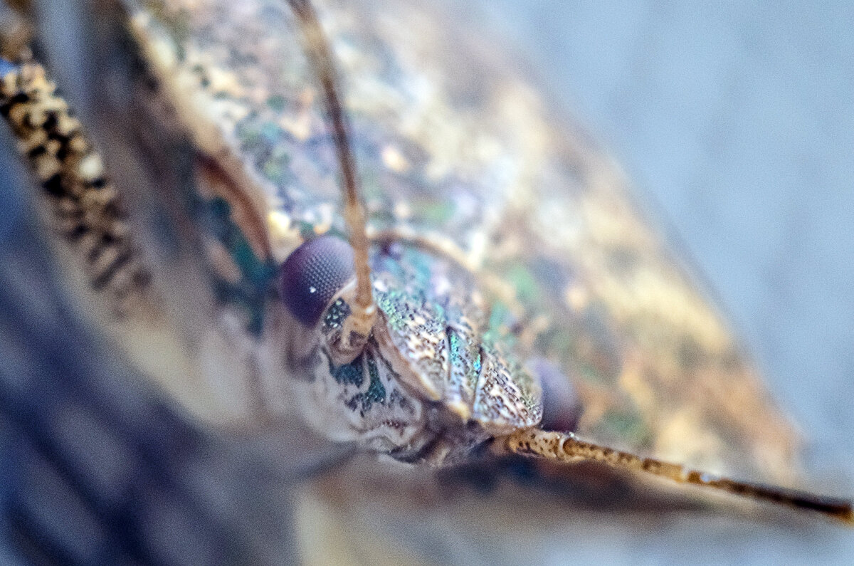 Неизвестный науке зверь... - Андрей Щетинин