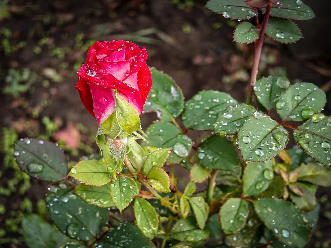 Роза после дождя - Валерий Ткаченко