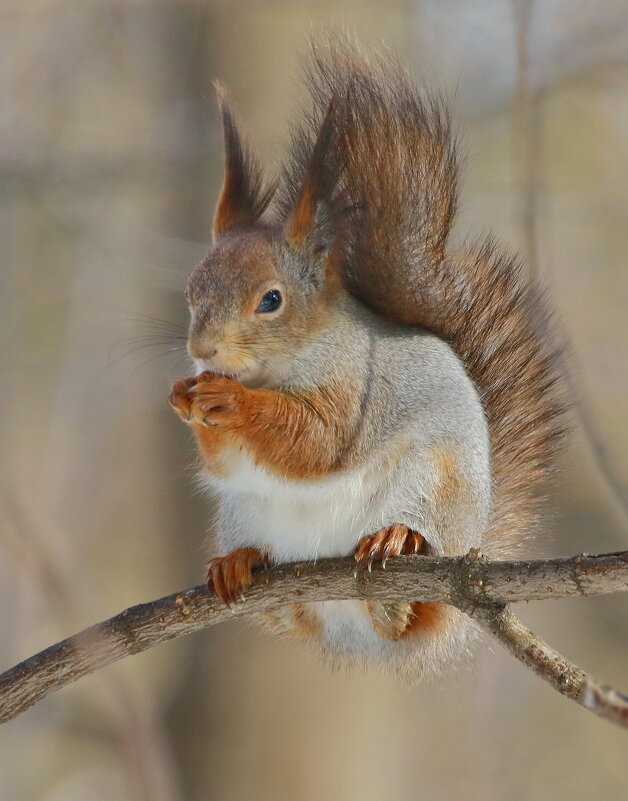 белочка - Andrey Bragin 