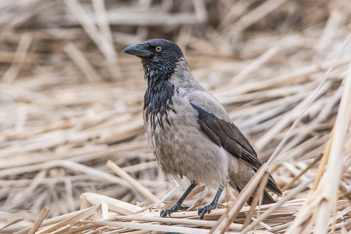 Каркуша. Серая ворона. - Nik Lovec