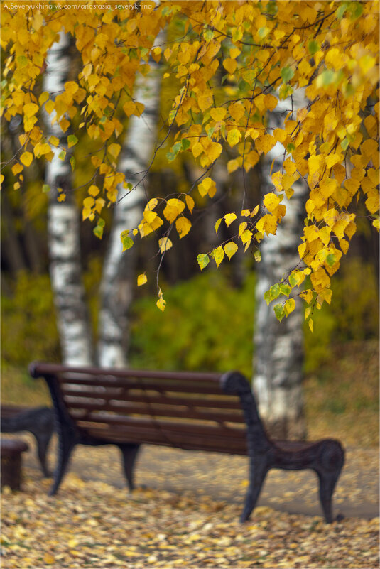 осенняя прогулка - Анастасия Северюхина осенняя прогулка - Анастасия Северюхина