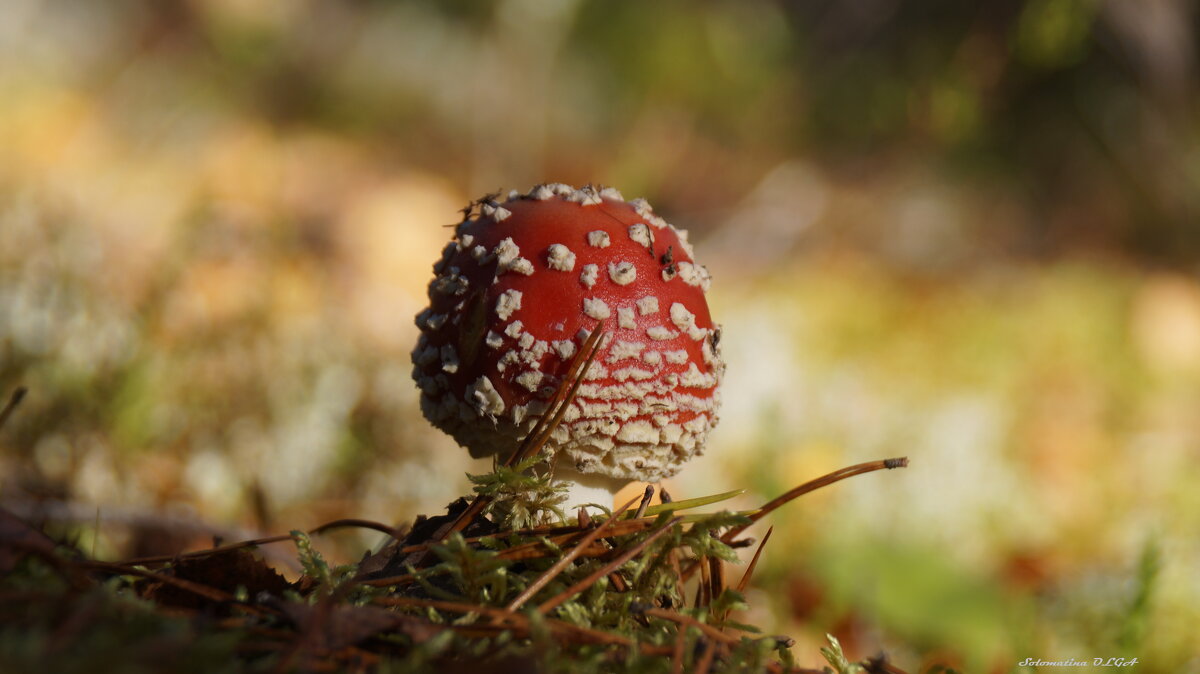 мухомор - Ольга Cоломатина