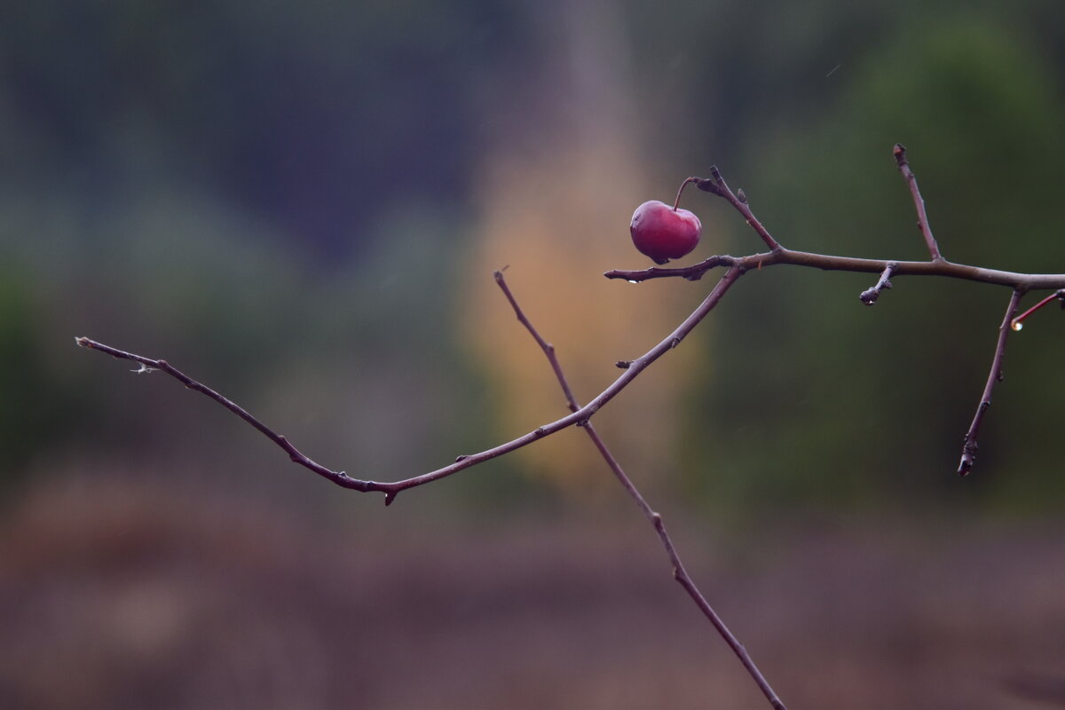 Октябринки - Роман Пацкевич