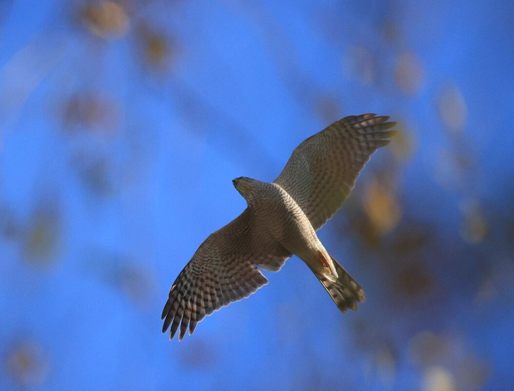 Ястреб - Владилен Панченко