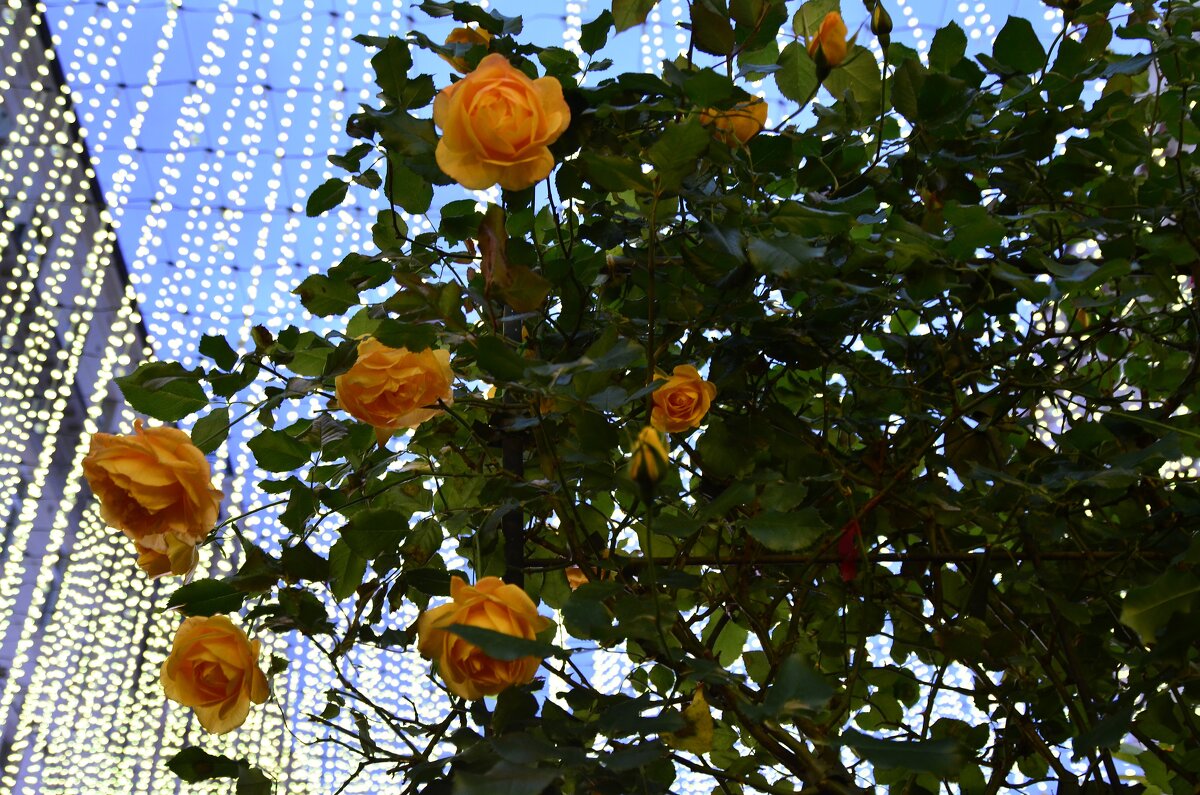 Свежесть. - Наталья Вязигина